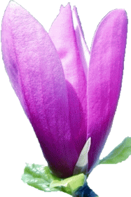 紫もくれんの花